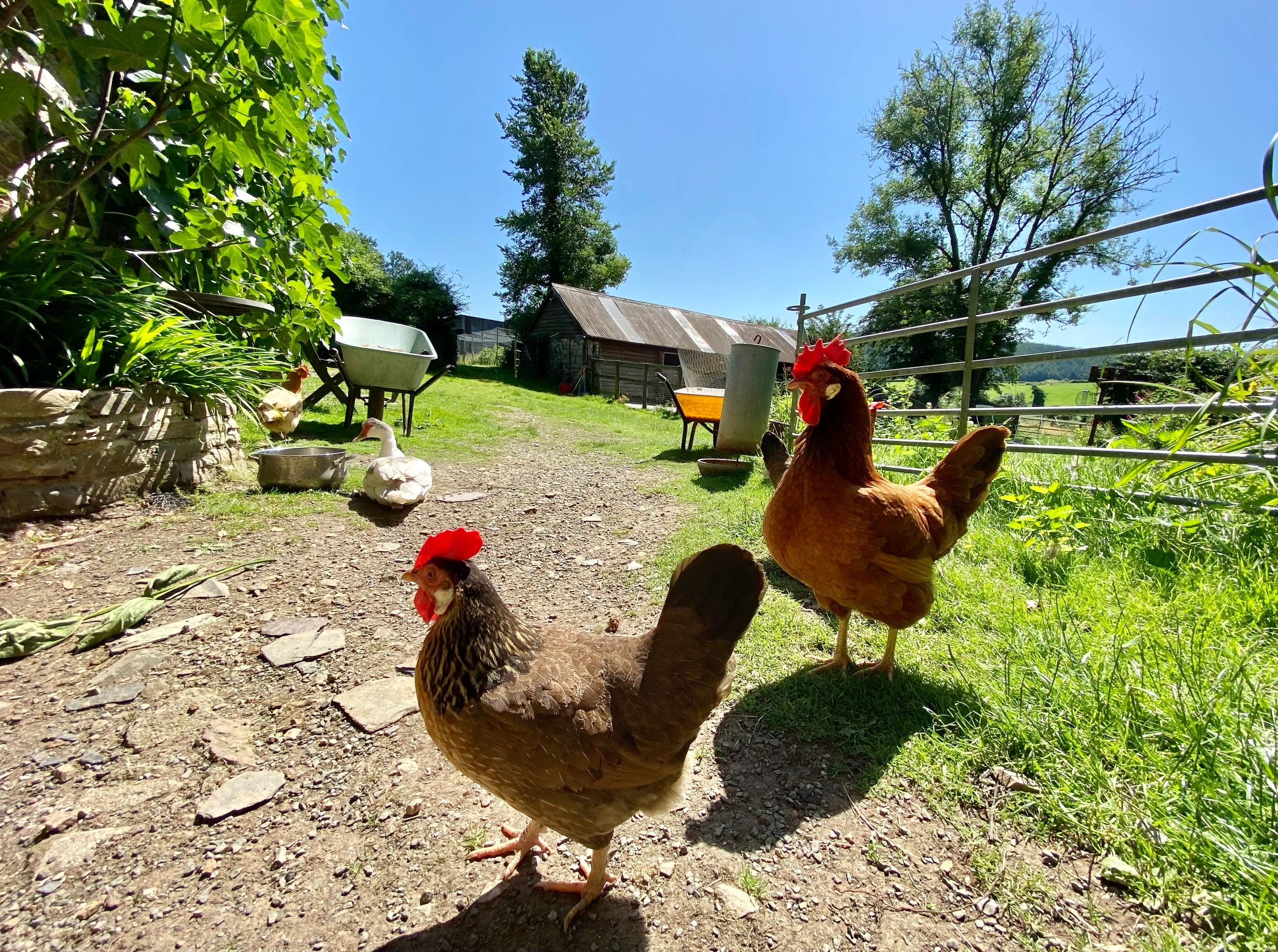 Chickens situated within a farmyard setting