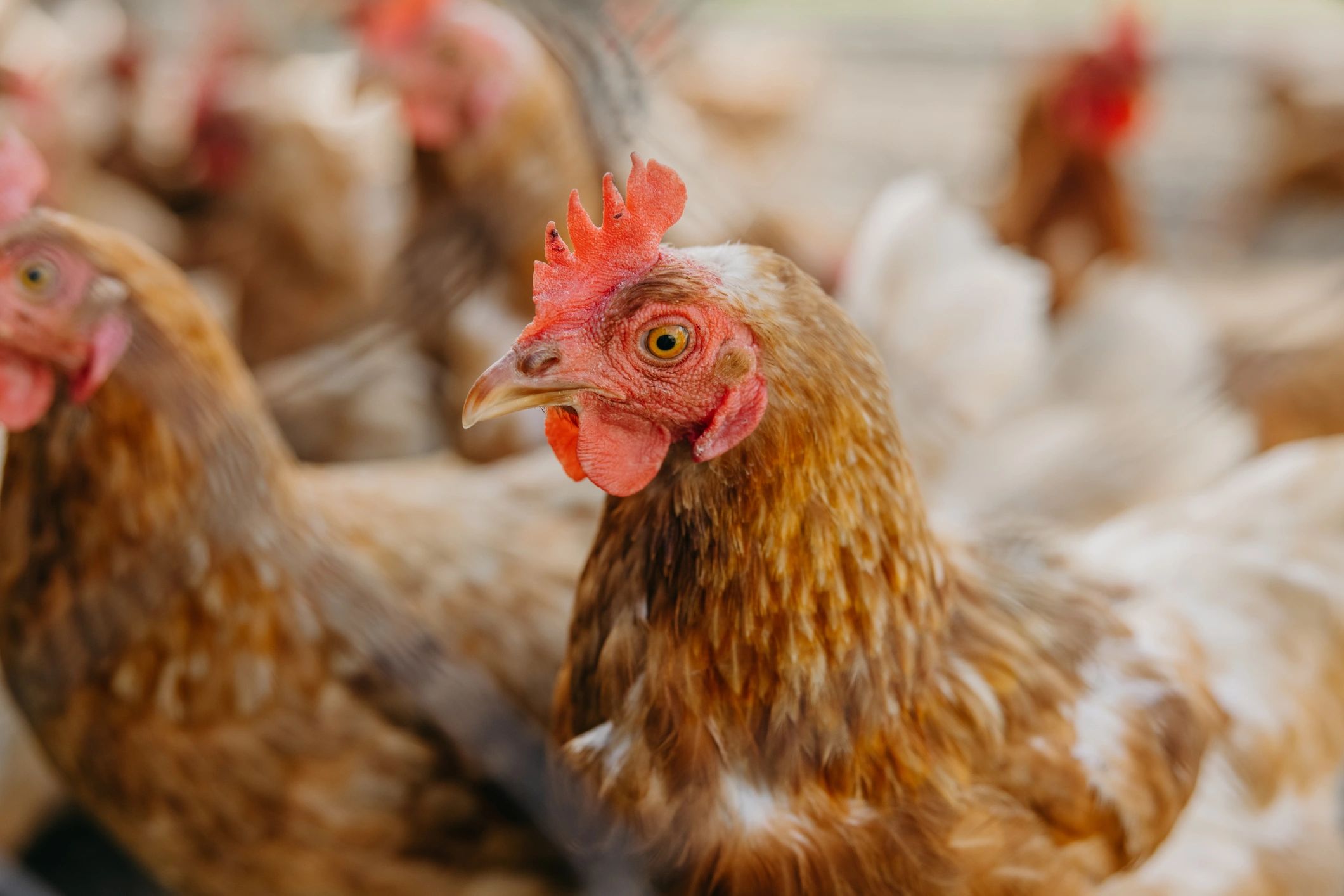 Domestic hens in the yard of a chicken coop