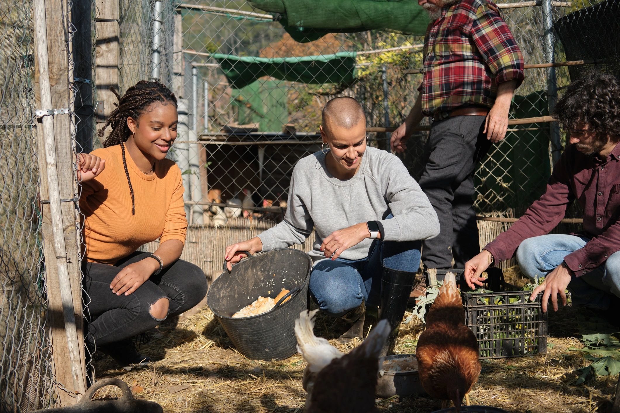 Farm team working in a chicken coop