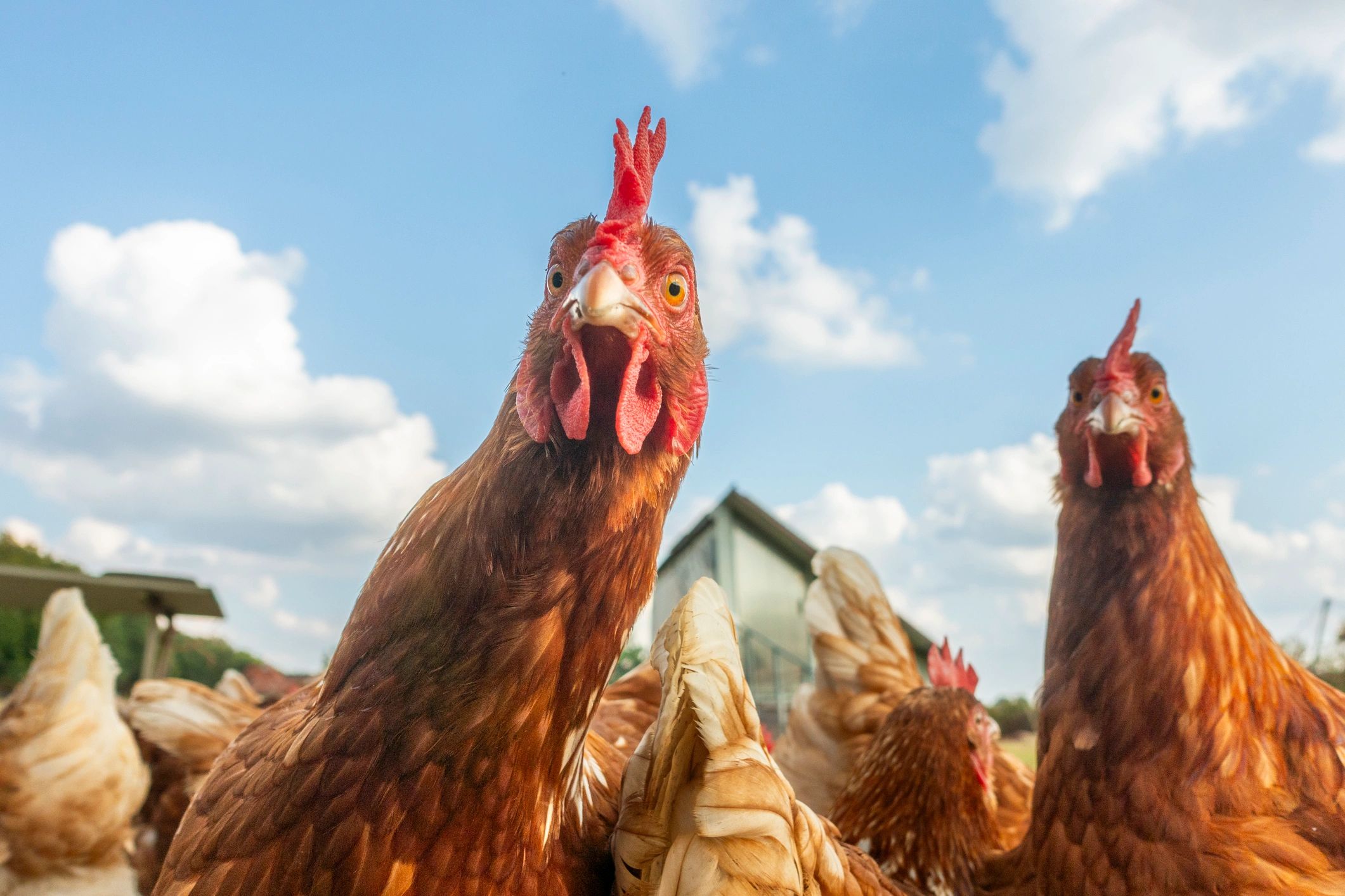 Curious free-range chickens on green grass
