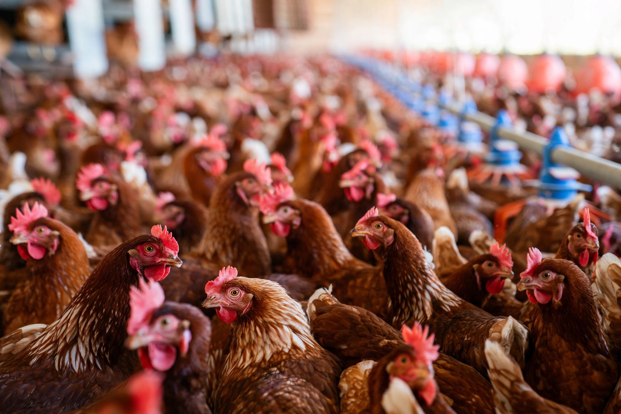 Brown chickens at a poultry farm