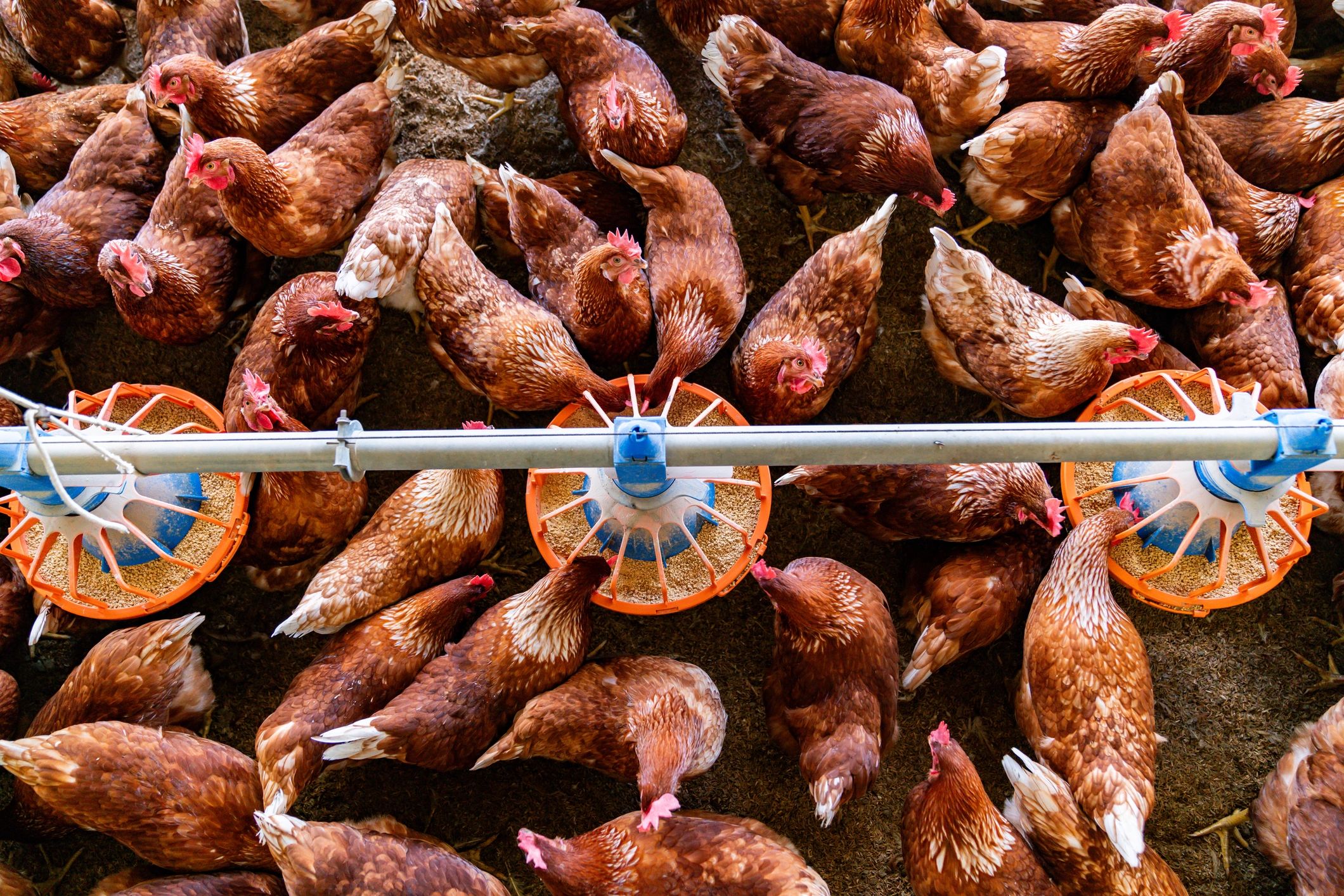 Hens feeding at a poultry farm