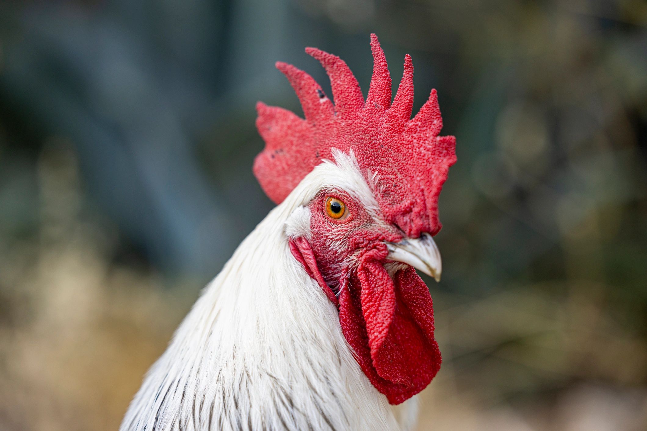Close-up of rooster standing together