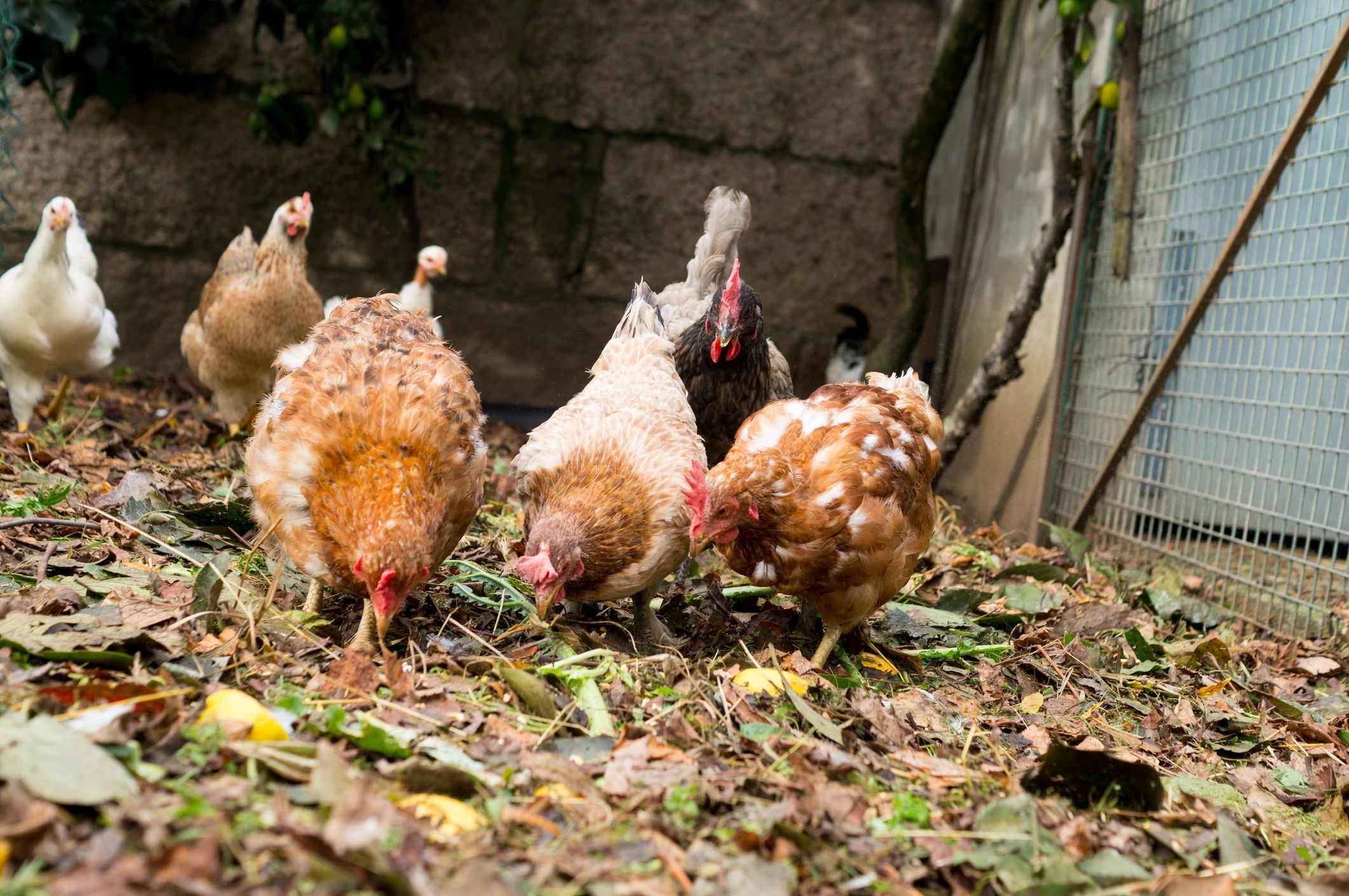 Mixed flock of chickens feeding outdoors on a farm