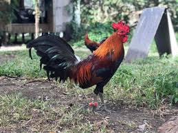 Tornado hatch gamefowl at Calixta Gamefarm
