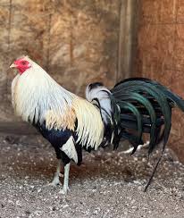 Gray gamefowl at Calixta Gamefarm